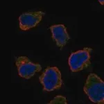 Merck Anti-CD300LB antibody produced in rabbit