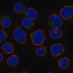 Merck Anti-ERMAP antibody produced in rabbit