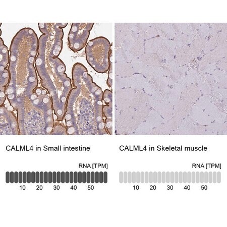 Merck Anti-CALML4 antibody produced in rabbit