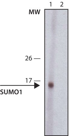 Merck Anti-Sumo-1 antibody, Rat monoclonal