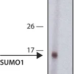 Merck Anti-Sumo-1 antibody, Rat monoclonal