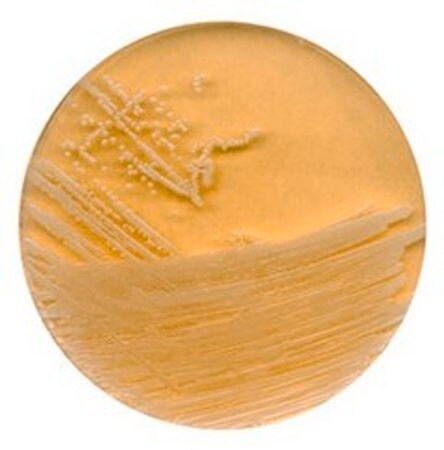 Merck Tryptic Soya Agar with Polysorbate 80 and Lecithin