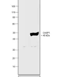 Thermo Fisher Scientific Human IFN-gamma Recombinant Protein