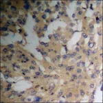 Merck Anti-phospho-PEA-15 (pSer116) antibody produced in rabbit