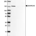 Merck Anti-SMARCA5 antibody produced in rabbit