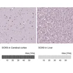 Atlas Antibodies Anti-SOX9 Antibody