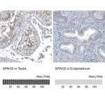 Atlas Antibodies Anti-SPAG5 Antibody