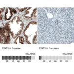 Atlas Antibodies Anti-STAT3 Antibody