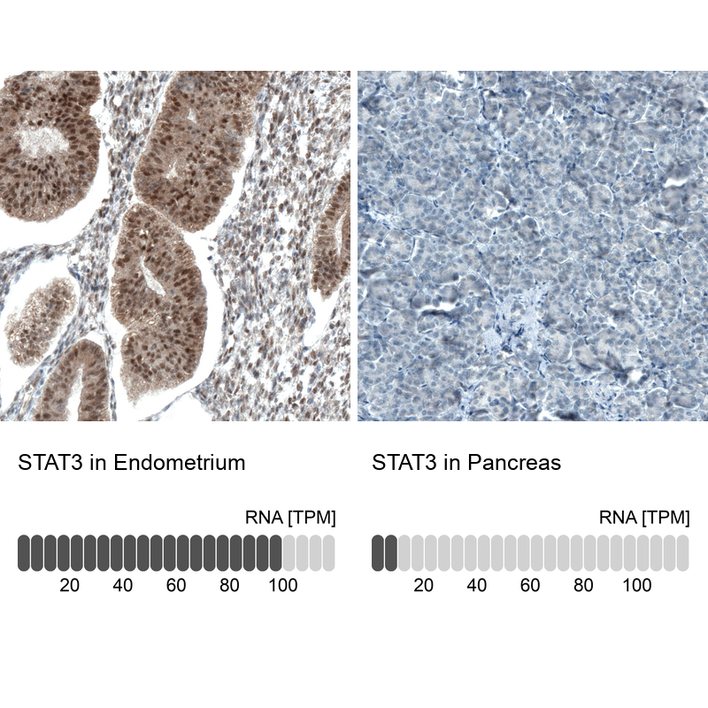 Atlas Antibodies Anti-STAT3 Antibody
