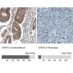 Atlas Antibodies Anti-STAT3 Antibody