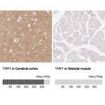 Atlas Antibodies Anti-THY1 Antibody
