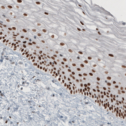 Atlas Antibodies Anti-TLE3 Antibody