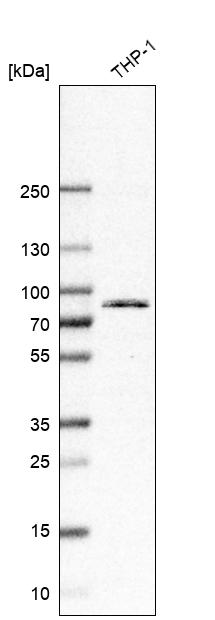 Atlas Antibodies Anti-TLR2 Antibody