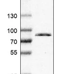 Atlas Antibodies Anti-TLR2 Antibody
