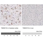 Atlas Antibodies Anti-TMEM119 Antibody