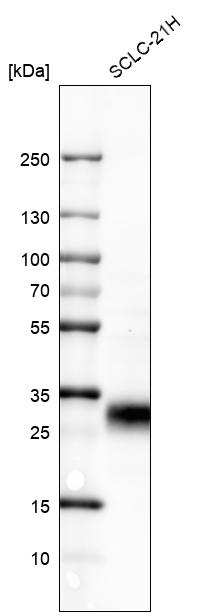 Atlas Antibodies Anti-TNFRSF18 Antibody