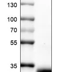 Atlas Antibodies Anti-TNFRSF18 Antibody