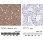 Atlas Antibodies Anti-TSPAN7 Antibody