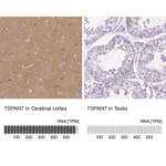 Atlas Antibodies Anti-TSPAN7 Antibody