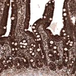 Atlas Antibodies Anti-TUFM Antibody
