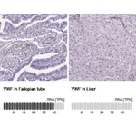 Atlas Antibodies Anti-VWF Antibody