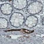 Atlas Antibodies Anti-VWF Antibody