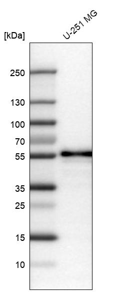 Atlas Antibodies Anti-WWTR1 Antibody