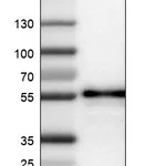 Atlas Antibodies Anti-WWTR1 Antibody