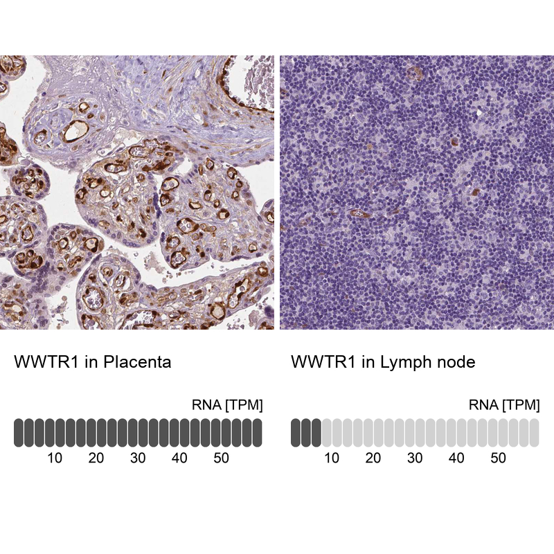 Atlas Antibodies Anti-WWTR1 Antibody