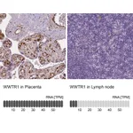 Atlas Antibodies Anti-WWTR1 Antibody