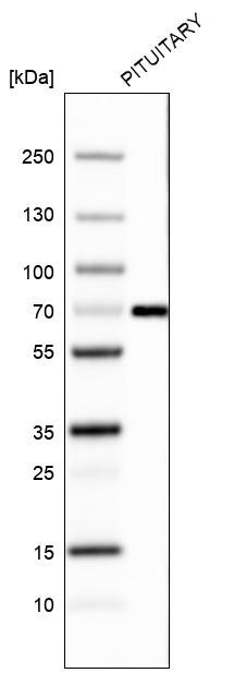 Atlas Antibodies Anti-ZNF10 Antibody