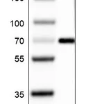 Atlas Antibodies Anti-ZNF10 Antibody