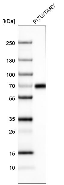 Atlas Antibodies Anti-ZNF10 Antibody