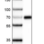 Atlas Antibodies Anti-ZNF10 Antibody