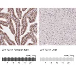 Atlas Antibodies Anti-ZNF703 Antibody