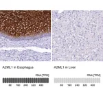 Atlas Antibodies Anti-A2ML1 Antibody
