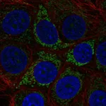 Atlas Antibodies Anti-A4GALT Antibody