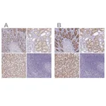 Atlas Antibodies Anti-A1CF Antibody