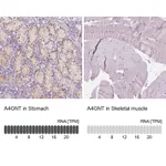 Atlas Antibodies Anti-A4GNT Antibody