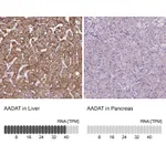 Atlas Antibodies Anti-AADAT Antibody