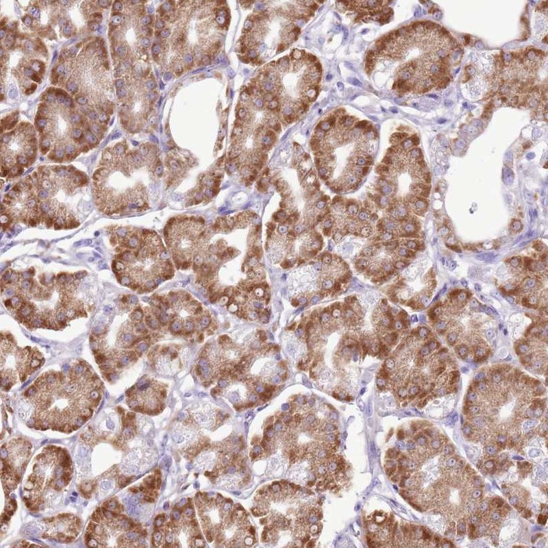 Atlas Antibodies Anti-AAR2 Antibody