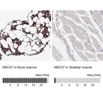 Atlas Antibodies Anti-ABCA7 Antibody