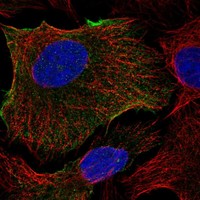 Atlas Antibodies Anti-ABCB1 Antibody
