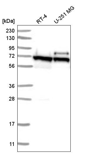 Atlas Antibodies Anti-ABCE1 Antibody