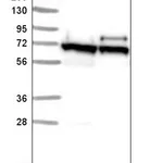Atlas Antibodies Anti-ABCE1 Antibody