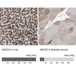 Atlas Antibodies Anti-ABCD3 Antibody