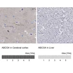 Atlas Antibodies Anti-ABCG4 Antibody
