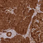 Atlas Antibodies Anti-ABHD14B Antibody