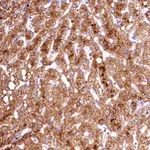 Atlas Antibodies Anti-ACAA2 Antibody