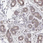Atlas Antibodies Anti-ACACA Antibody